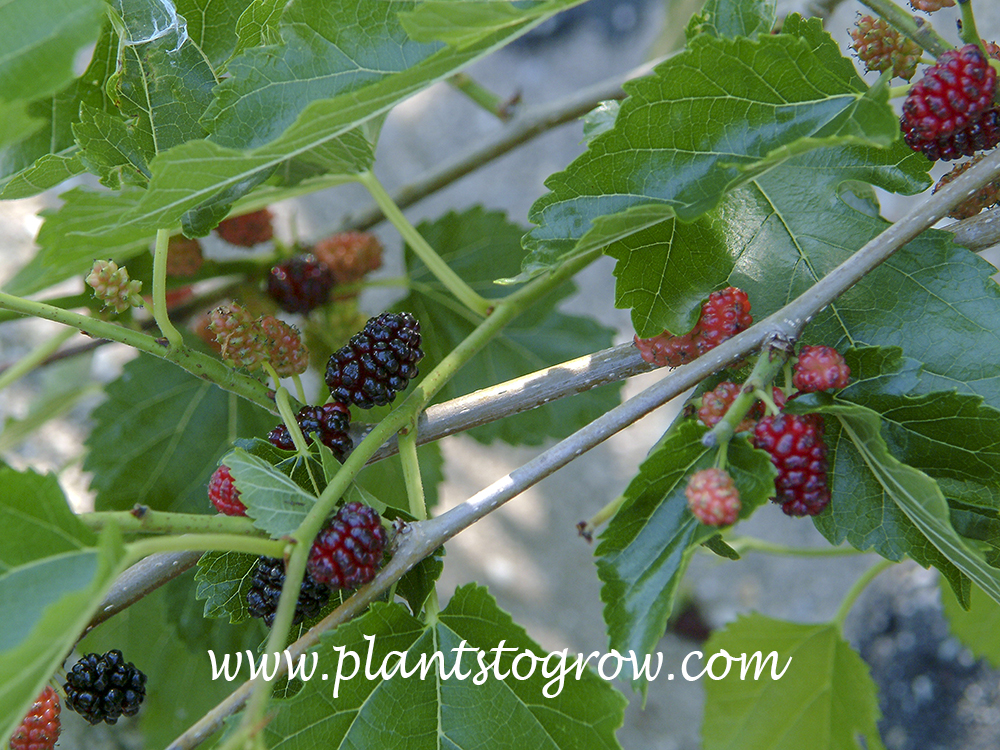 White Mulberry (Morus alba)
The multiple fruit consisting of small fleshy drupes.  The dark purple is ripe. (July 3)